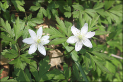 Anemonoides amurensis