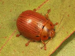 Paropsisterna lignea