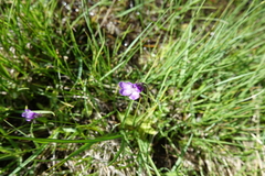 Pinguicula leptoceras