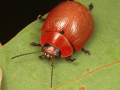 Paropsisterna philomela