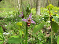 Ophrys oestrifera