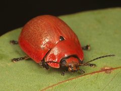 Paropsisterna philomela