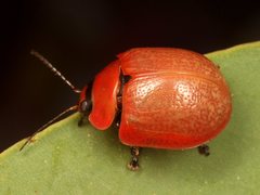 Paropsisterna philomela