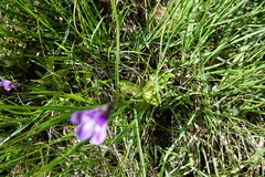 Pinguicula leptoceras