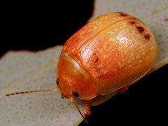 Paropsisterna atalanta