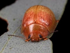 Paropsisterna atalanta