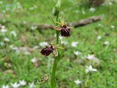 Ophrys mammosa