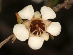 Leptospermum sericeum