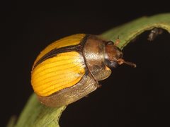 Paropsisterna hectica