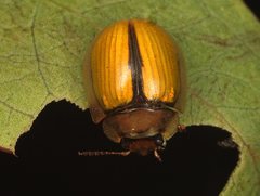 Paropsisterna hectica
