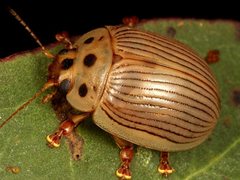 Paropsisterna intacta