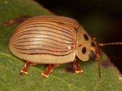 Paropsisterna intacta