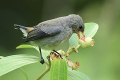 Scarlet-Backed Flowerpecker photo 3