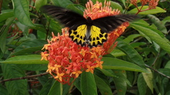 Troides helena cerberus