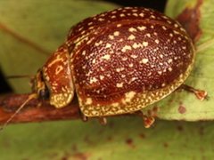 Paropsis tasmanica