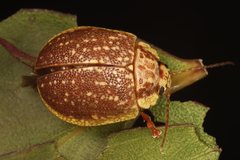 Paropsis rubidipes