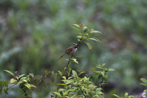 Hill Prinia (Prinia superciliaris), photo 10