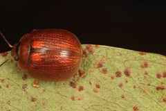 Paropsisterna vittata