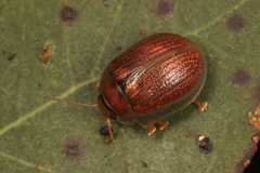 Paropsisterna vittata