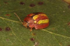 Paropsisterna vittata