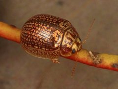 Paropsisterna decolorata