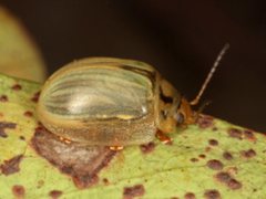 Paropsisterna bimaculata