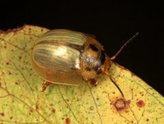 Paropsisterna bimaculata