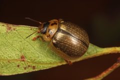 Paropsisterna agricola