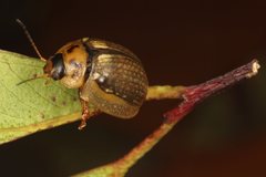 Paropsisterna agricola