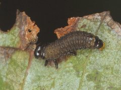 Paropsisterna agricola
