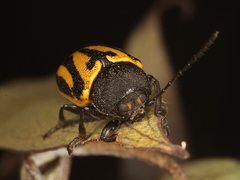 Cadmus australis