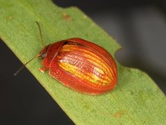 Paropsisterna vittata