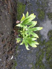 Pyrrosia polydactylos