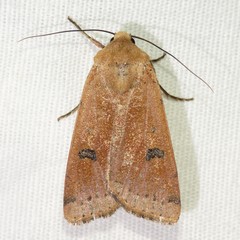 Dichagyris triphaenoides