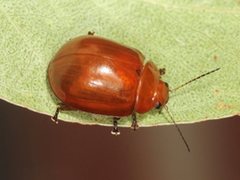 Paropsisterna aequalis