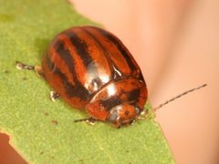 Paropsisterna aequalis