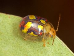 Paropsisterna gloriosa