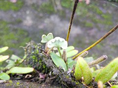 Pyrrosia polydactylos