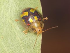 Paropsisterna gloriosa