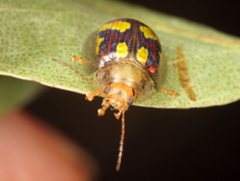 Paropsisterna gloriosa