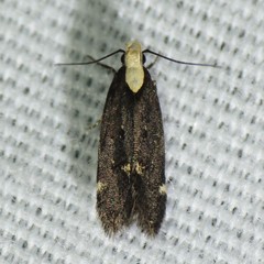 Chionodes phalacra