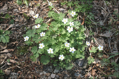 Anemone koraiensis
