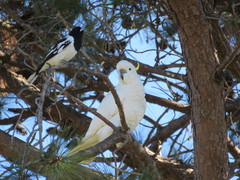 Cacatua galerita galerita