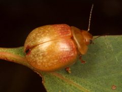 Paropsisterna atalanta