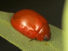 Paropsisterna aequalis