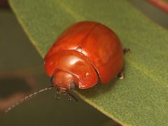 Paropsisterna aequalis