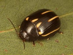 Paropsisterna lineata