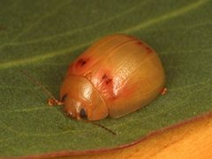 Paropsisterna atalanta