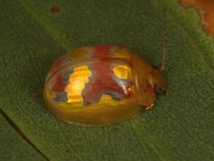 Paropsisterna gloriosa