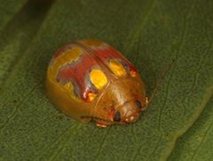 Paropsisterna gloriosa